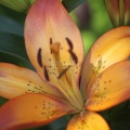 Lily FLower 441