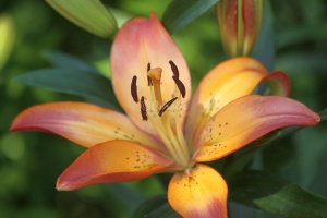 Lily Flower 446