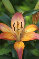 Lily Flower 449