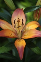 Lily Flower 451