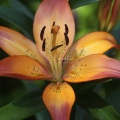 Lily Flower 451