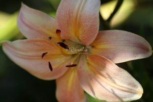 Lily Flower 481