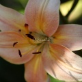 Lily Flower 481