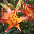 Lily Flowers 107