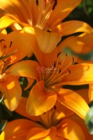 Orange Lily Flowers 455