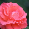 Orange Rose Flower 227