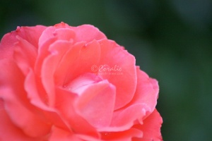 Orange Rose Flower 240