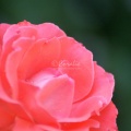 Orange Rose Flower 240