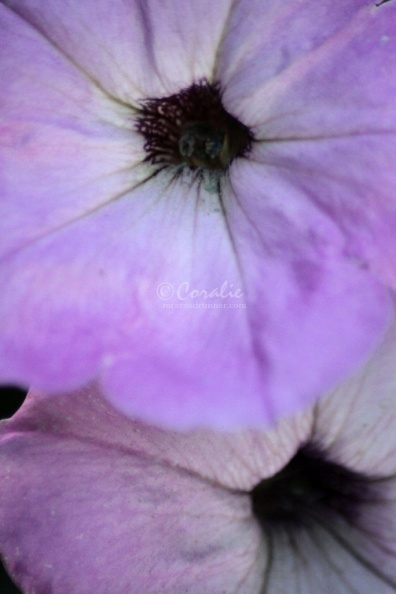 Petunia_Flowers_207.jpg