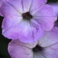Purple Petunia Flowers 210
