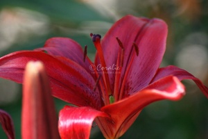 Red Lily Flower 129