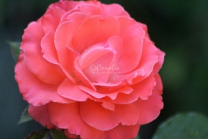 Rose Flower 222