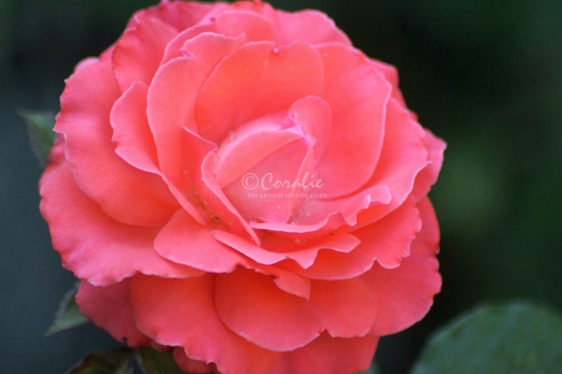 Rose_Flower_222.jpg