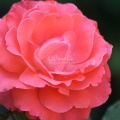Rose_Flower_222.jpg