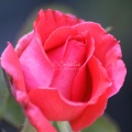 The Rose Bloom Flower 195