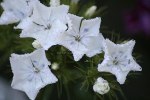 white sweet williams flower blooms