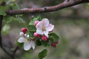 apple tree flowers 091