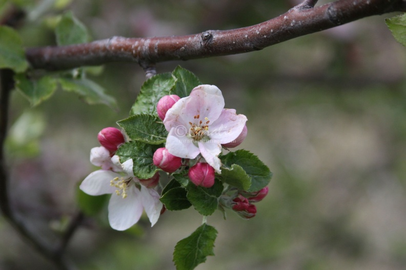 apple_tree_flowers_091.jpg