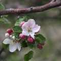 apple tree flowers 091
