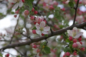 apple tree bossom flower 084