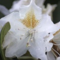 Azalea Flower Bend Oregon Park 044