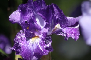 Bearded Iris Flower 308