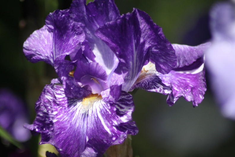 Bearded Iris Flower 308 Sample File.jpg