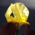 Bearded Iris Flower 310