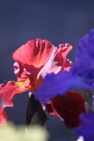 Bearded Iris Flower 316