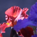 Bearded Iris Flower 316