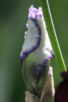 Bearded Iris Flower Bud 199 