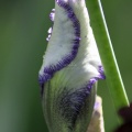 Bearded Iris Flower Bud 199 