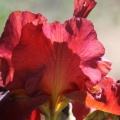 Bearded Iris Flower 172