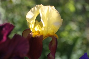 Bearded Iris Flower 280