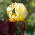 Bearded Iris Flower 280