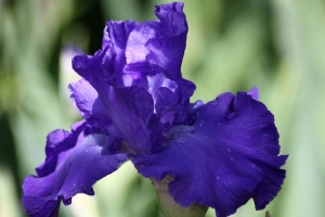 Bearded Iris Flower 007 