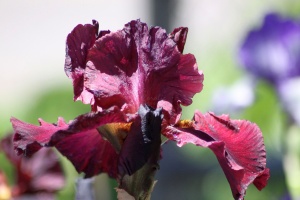 bearded iris flower 008