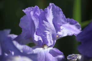 Bearded Iris Flower 218