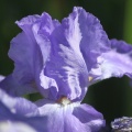 Bearded Iris Flower 218