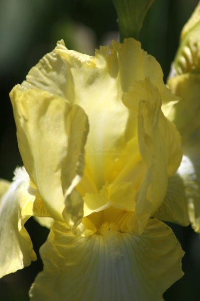 Bearded_Iris_Flower_Yellow_976.jpg