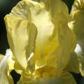 Bearded Iris Flower Yellow 976
