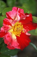 beautiful rose flower 154
