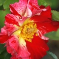 beautiful rose flower 154