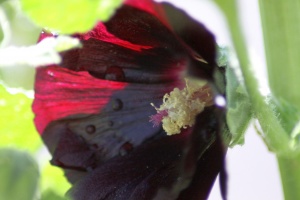 Black Hollihock Flower
