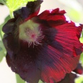 Black Hollihock Flower 115