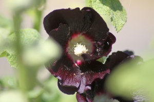 Black Hollihock Flower 124