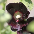 Black Hollihock Flower 124