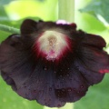 Black Hollihock Flower 128