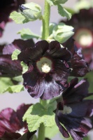 Black Hollihock Flowers 118