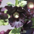 Black Hollihock Flowers 118